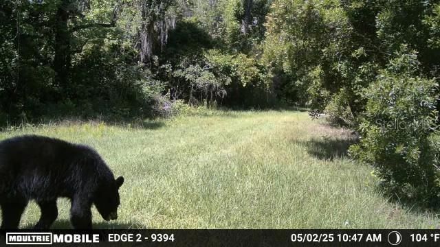 11816 SE County Road 234, Micanopy, FL 32667 Photo