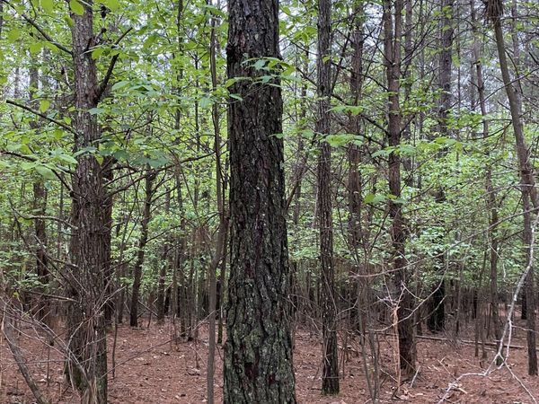 0 Mull Drive, Mineral Bluff, GA 30559