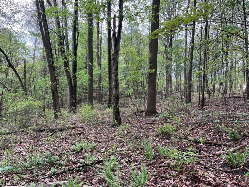 Sandy Ridge Road , Tippecanoe, OH 44699 Photo 12