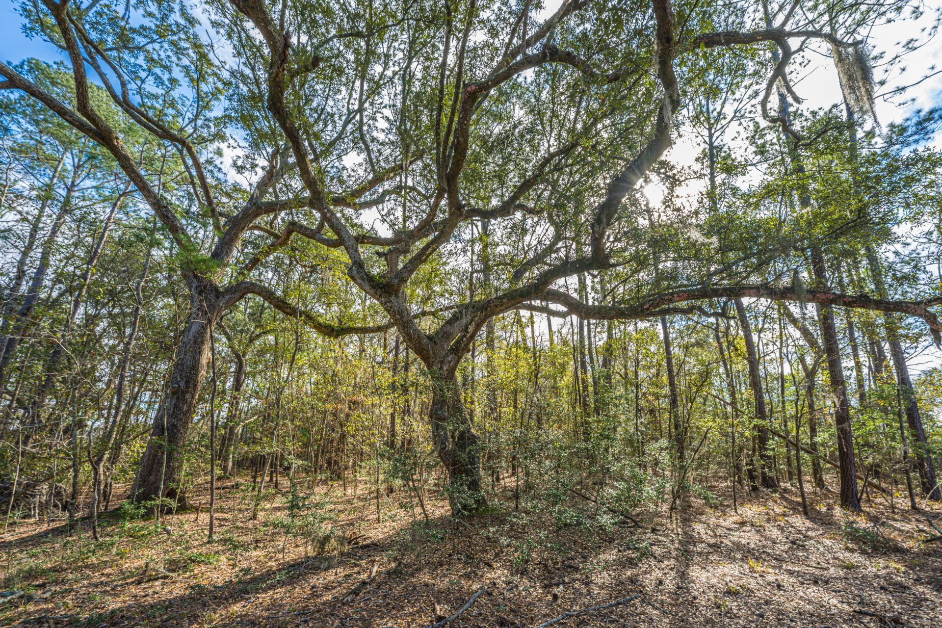 4107 Davison Road Photo 32