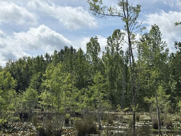 XX JJ Whitaker Rd , Bonifay, FL 32425