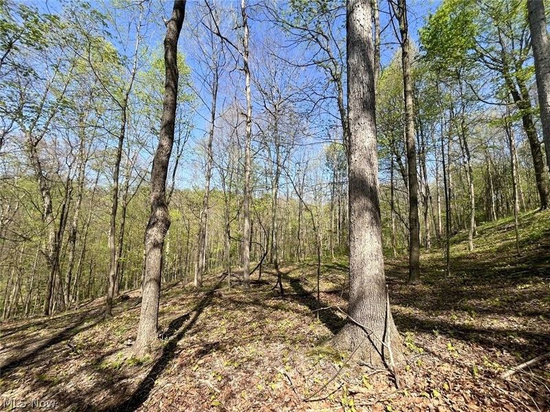 49250 Cowgill Road, Sarahsville, OH 43779 Photo 36