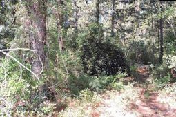 1250 South Lake Dr.  photo 4