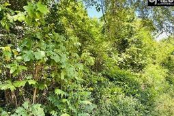 Tbd Timberlane Road  photo 4