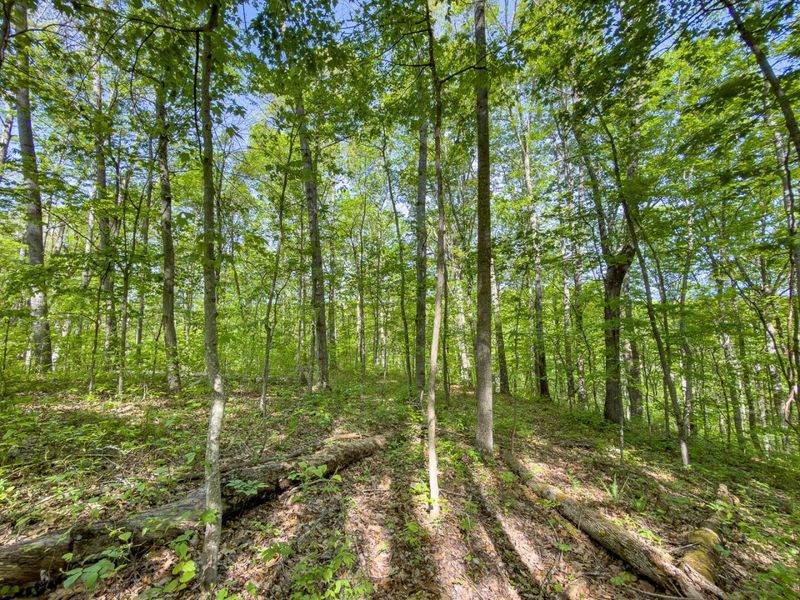 Parcel 2 Perry Ridge Road , Wilkesville, OH 45695 Photo 17
