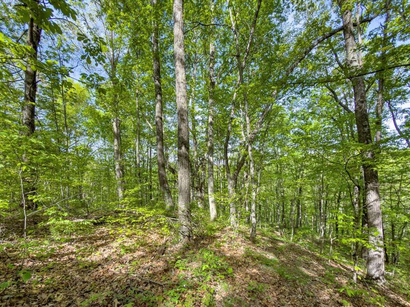 Parcel 2 Perry Ridge Road , Wilkesville, OH 45695 Photo 18