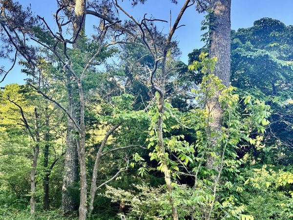 2448 Steadman RD Road, Tallapoosa, GA 30176