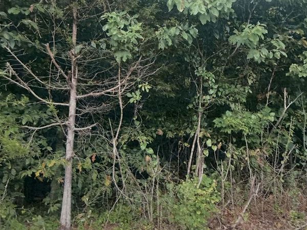 0 Providence Church Road, Russell Springs, KY 42642