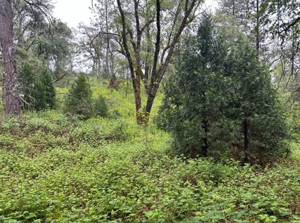 2401 Campo Flores Lane, West Point, CA 95225 Photo