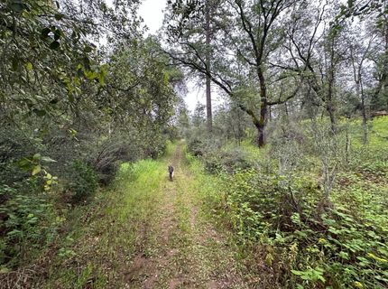 2401 Campo Flores Lane, West Point, CA 95225 Photo