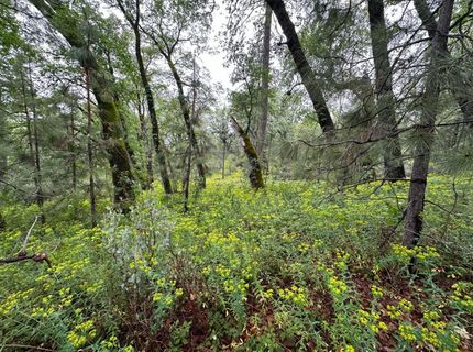2401 Campo Flores Lane, West Point, CA 95225 Photo