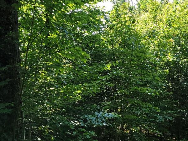 Lot 26 Presidential View Lane, Bethlehem, NH 03574