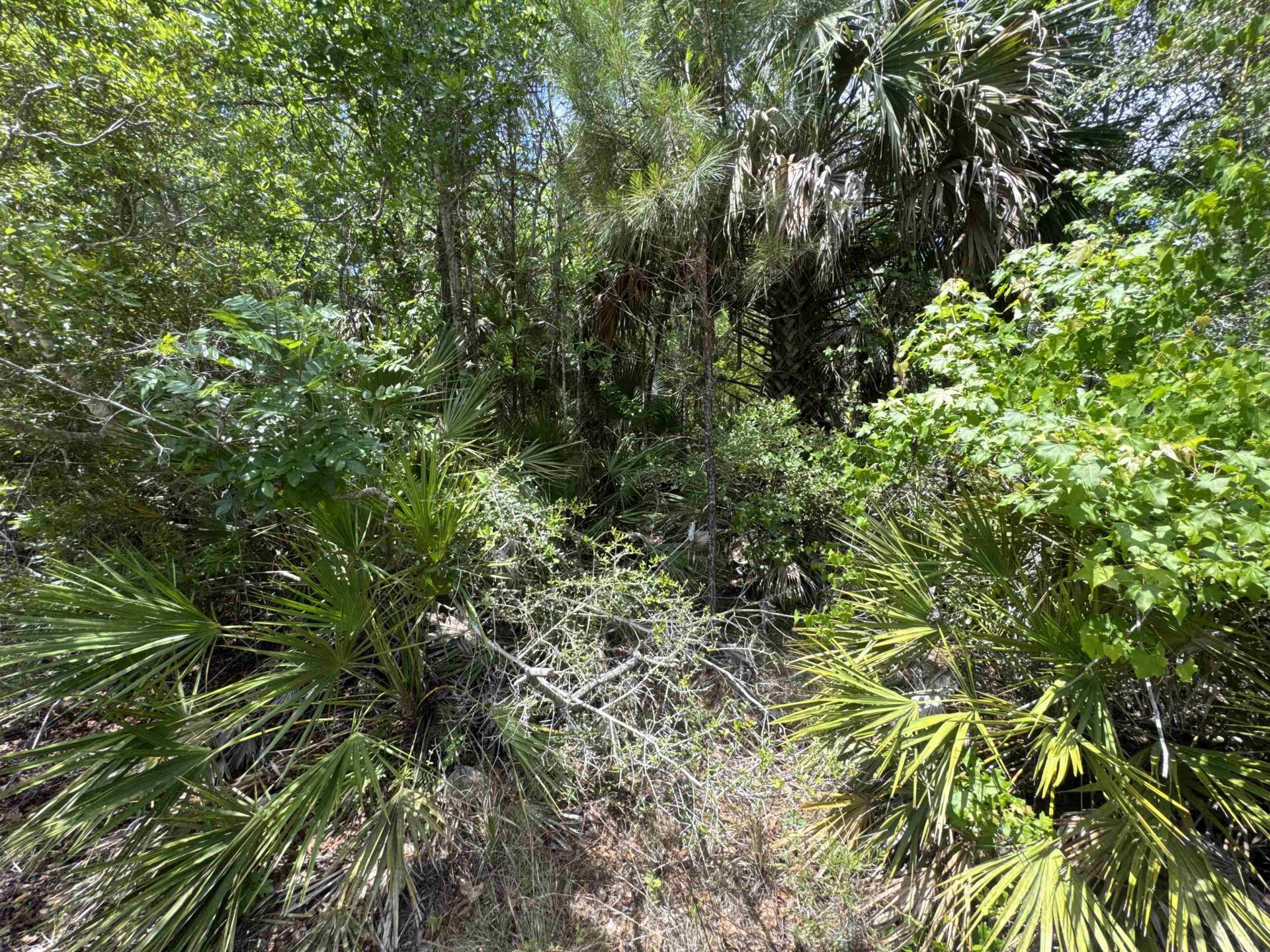 X Cabbage Palm Court, Saint Marks, FL 32355 Photo