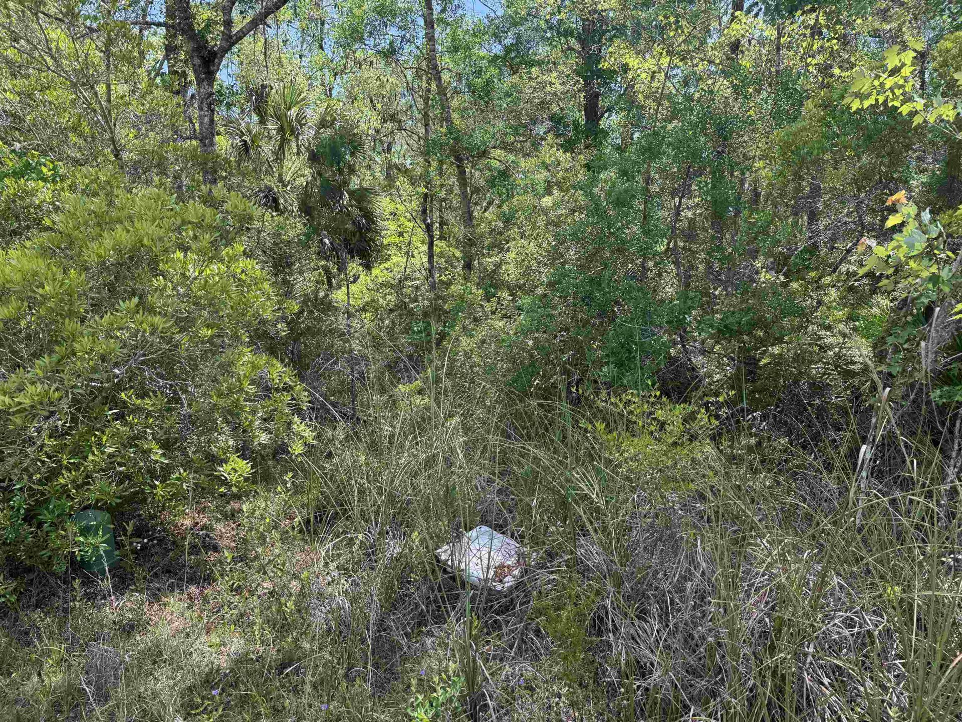 Xx Burnt Pine Loop, Saint Marks, FL 32355 Photo