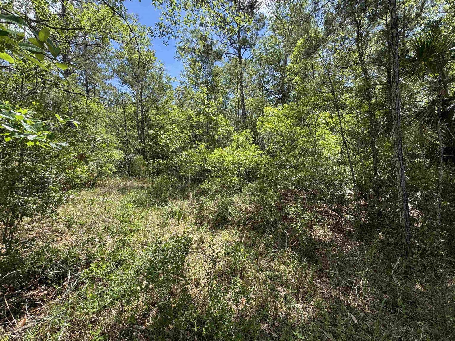 Xxx Burnt Pine Loop, Saint Marks, FL 32355 Photo