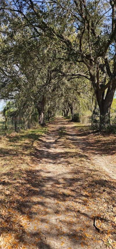 1869 SW 32nd Place , Bell, FL 32619 Photo
