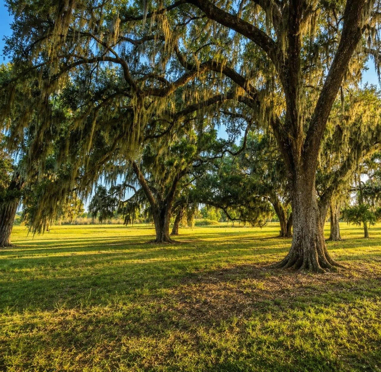 Mondon Hill Road, Brooksville, FL 34601 Photo