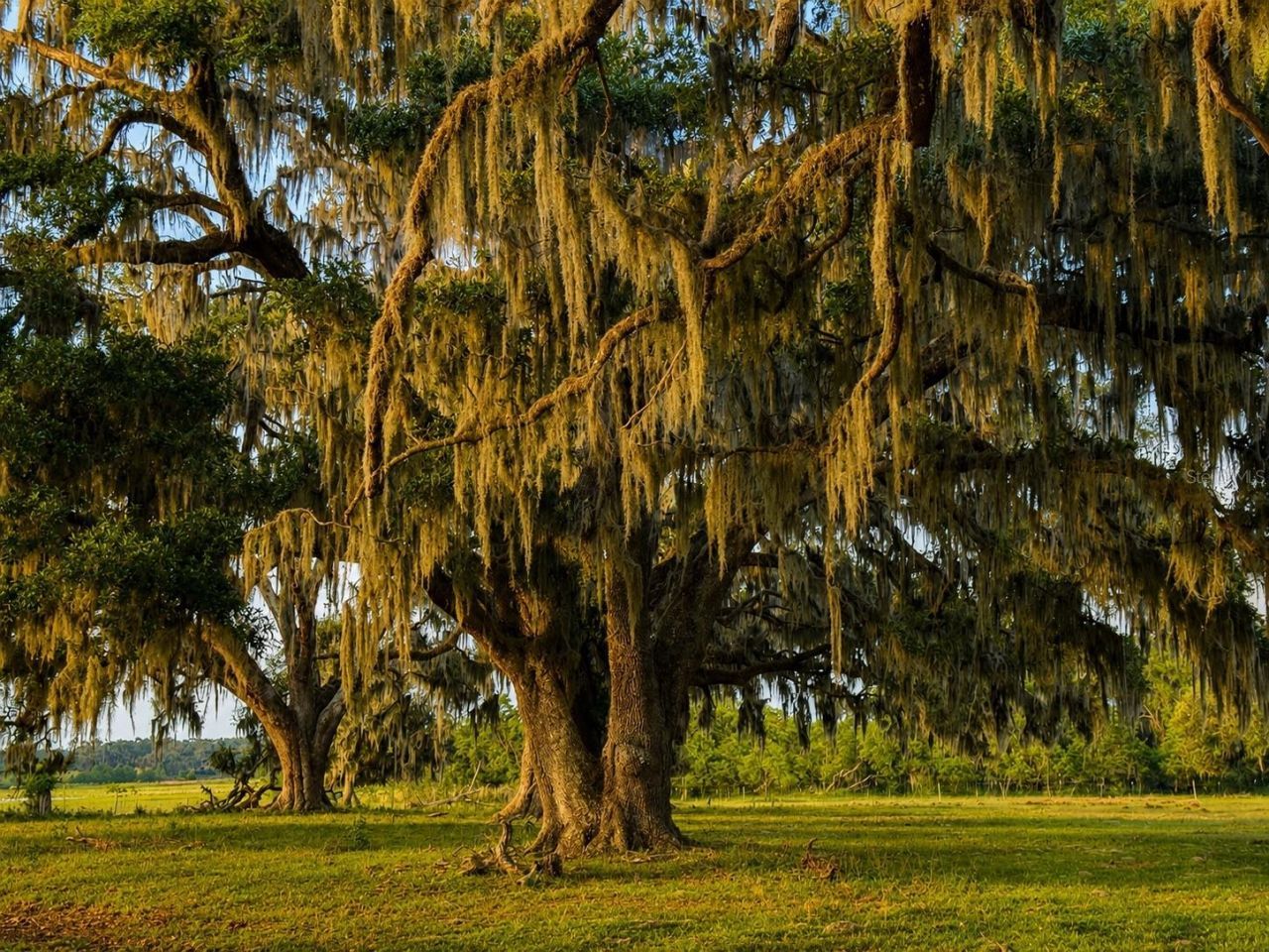 Mondon Hill Road, Brooksville, FL 34601 Photo