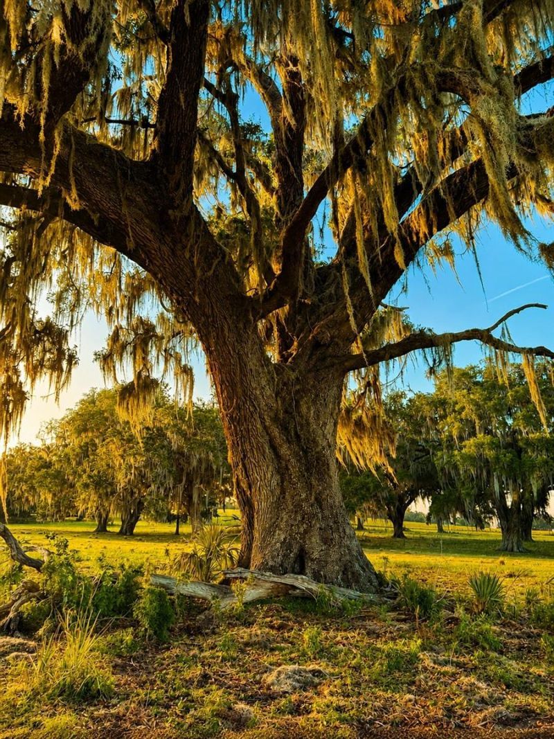 Mondon Hill Road, Brooksville, FL 34601 Photo