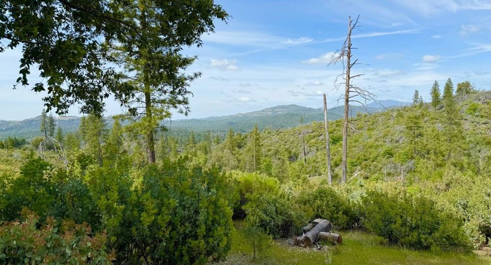 Fricot City Rd, Sheep Ranch, CA 95246 Photo