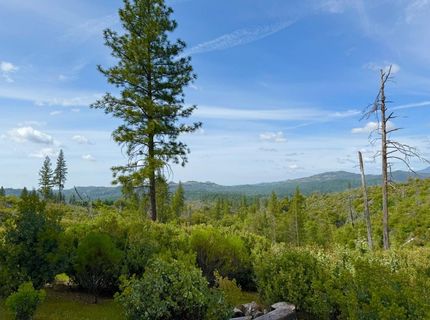 Fricot City Rd, Sheep Ranch, CA 95246 Photo