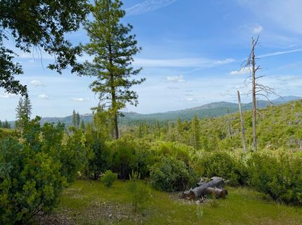 Fricot City Rd, Sheep Ranch, CA 95246 Photo
