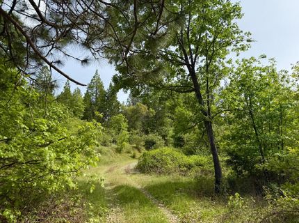 Fricot City Rd, Sheep Ranch, CA 95246 Photo