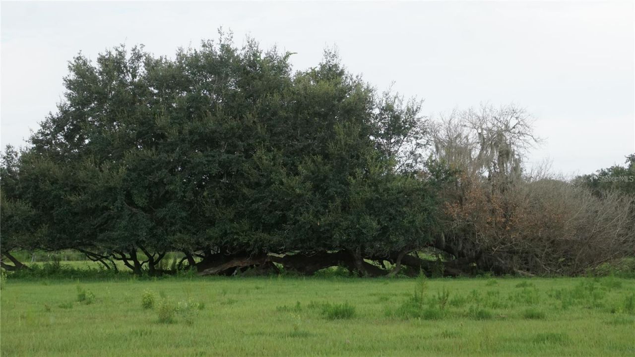 Durant Rd , Dover, FL 33527 Photo