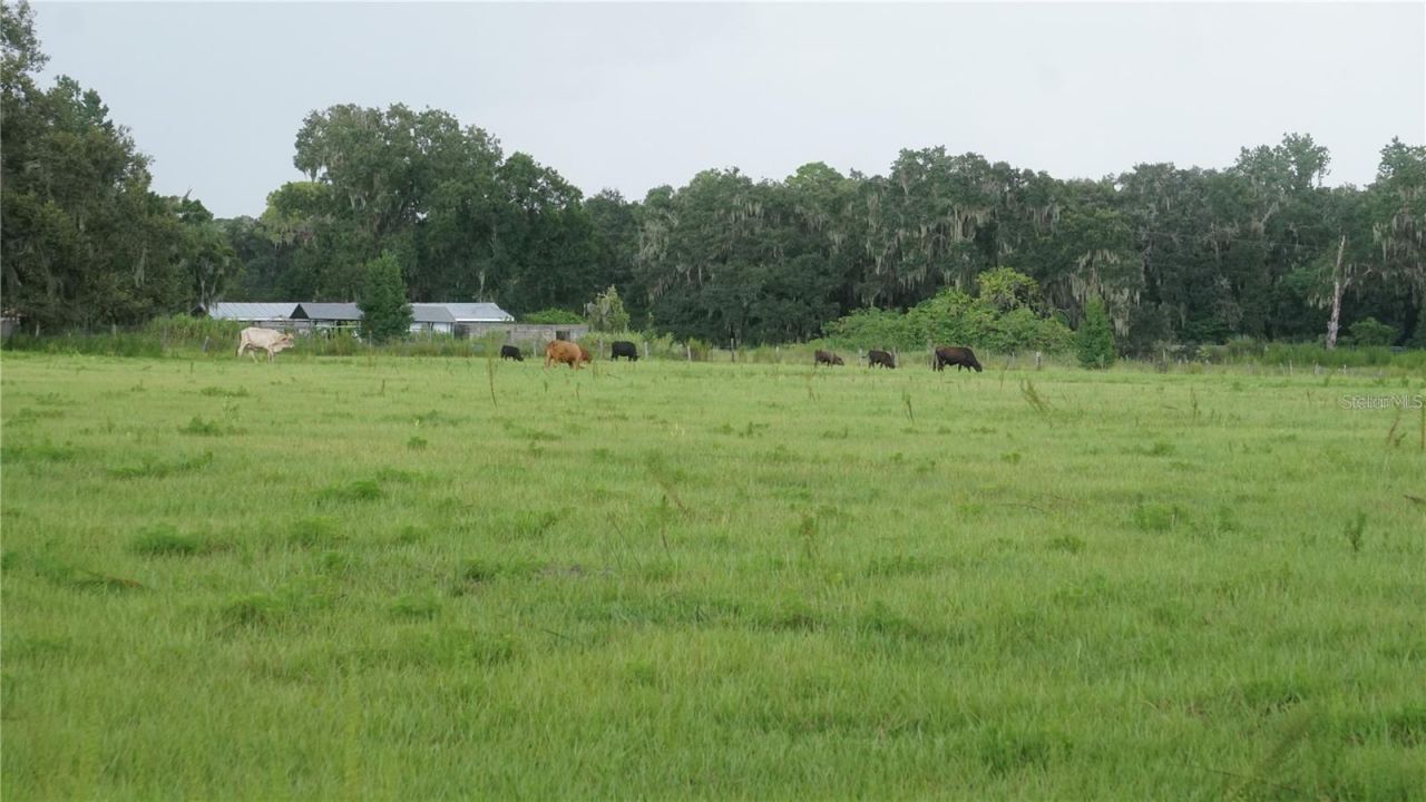 Durant Rd , Dover, FL 33527 Photo