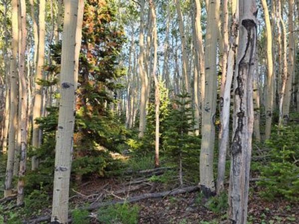 Unit 28, Annabella, UT 84711
