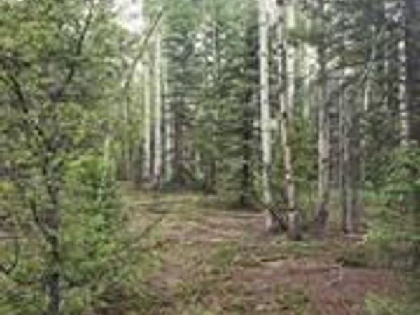 Lot 4-6 8th Street , Jasper, CO 81132