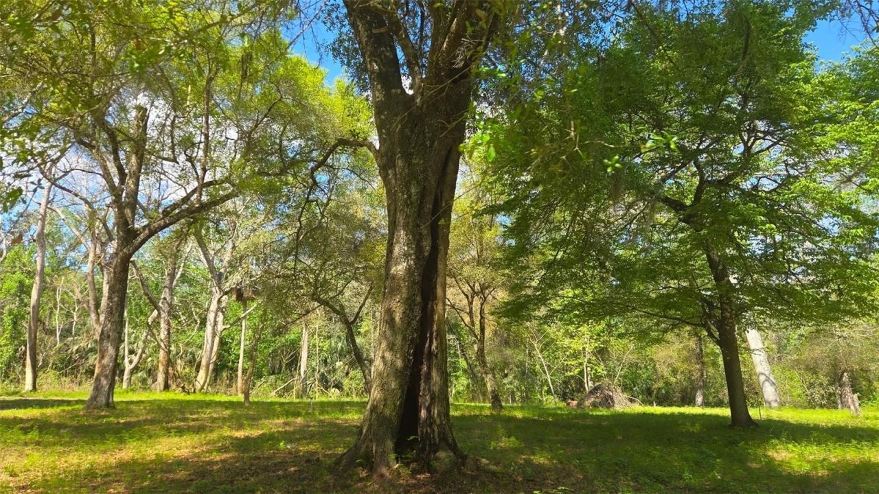 2140 St Johns River Road, Astor, FL 32102 Photo