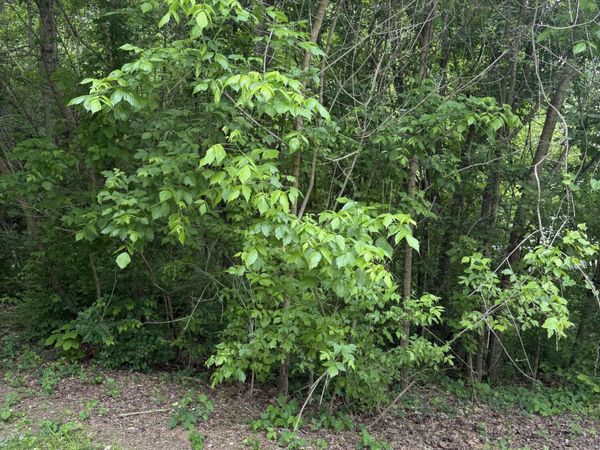 Tbd Neth Drive, Johnson City, TN 37601