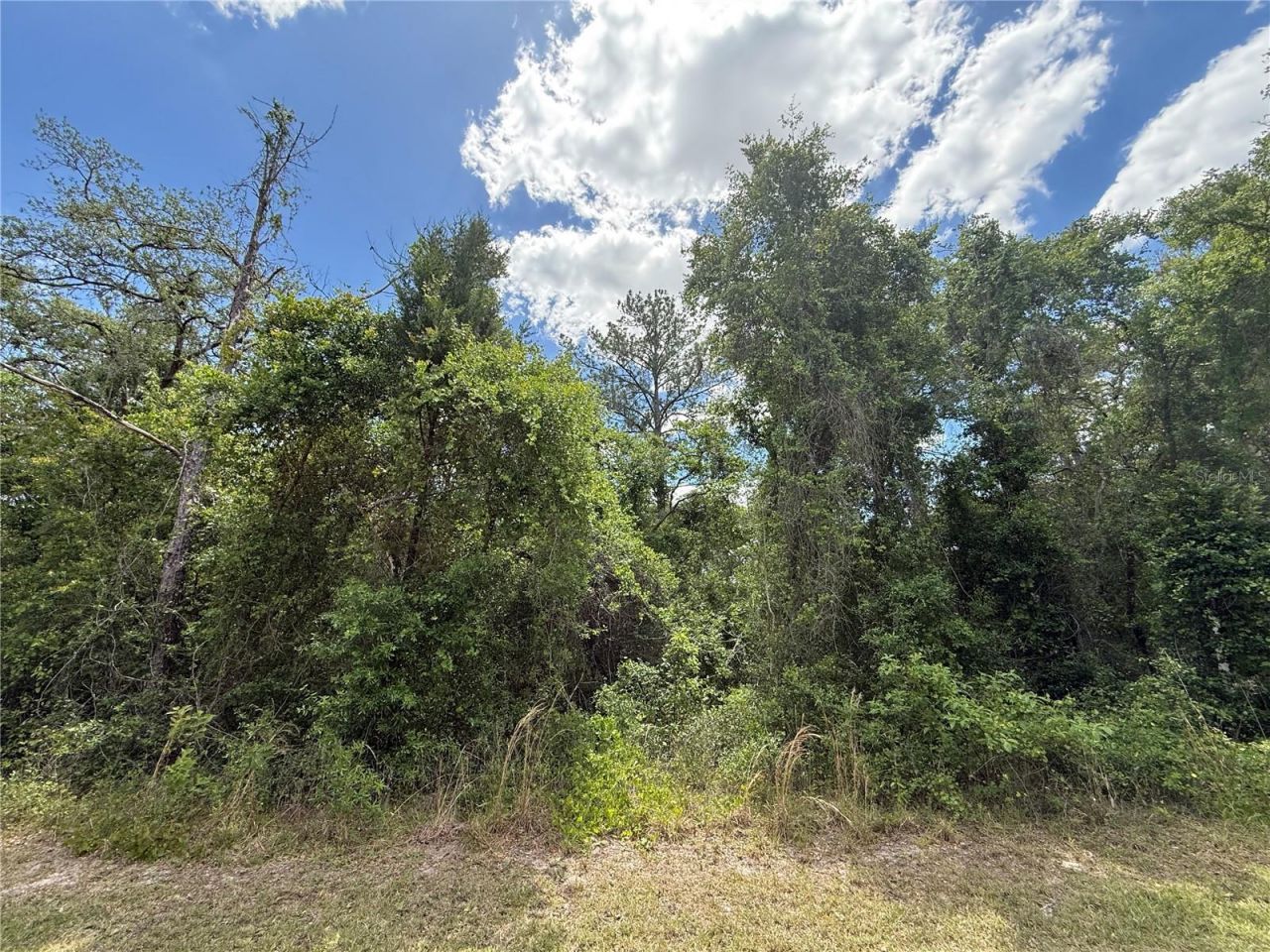 Lewis Lane , Webster, FL 33597 Photo
