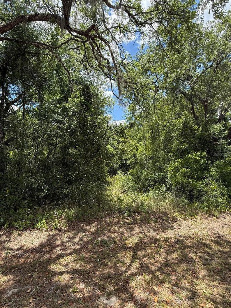 Lewis Lane , Webster, FL 33597 Photo