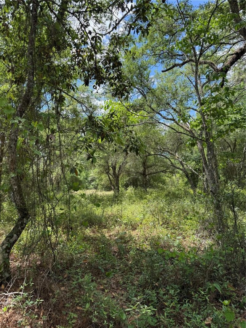 Lewis Lane , Webster, FL 33597 Photo