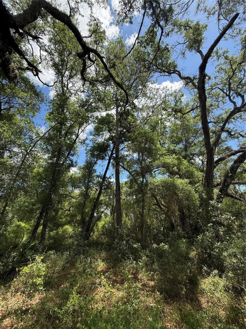 Lewis Lane , Webster, FL 33597 Photo