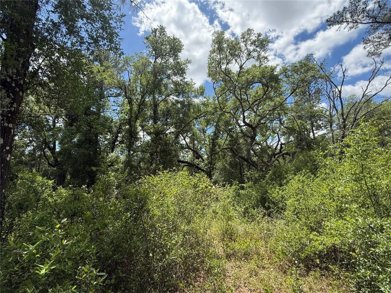 Lewis Lane , Webster, FL 33597 Photo