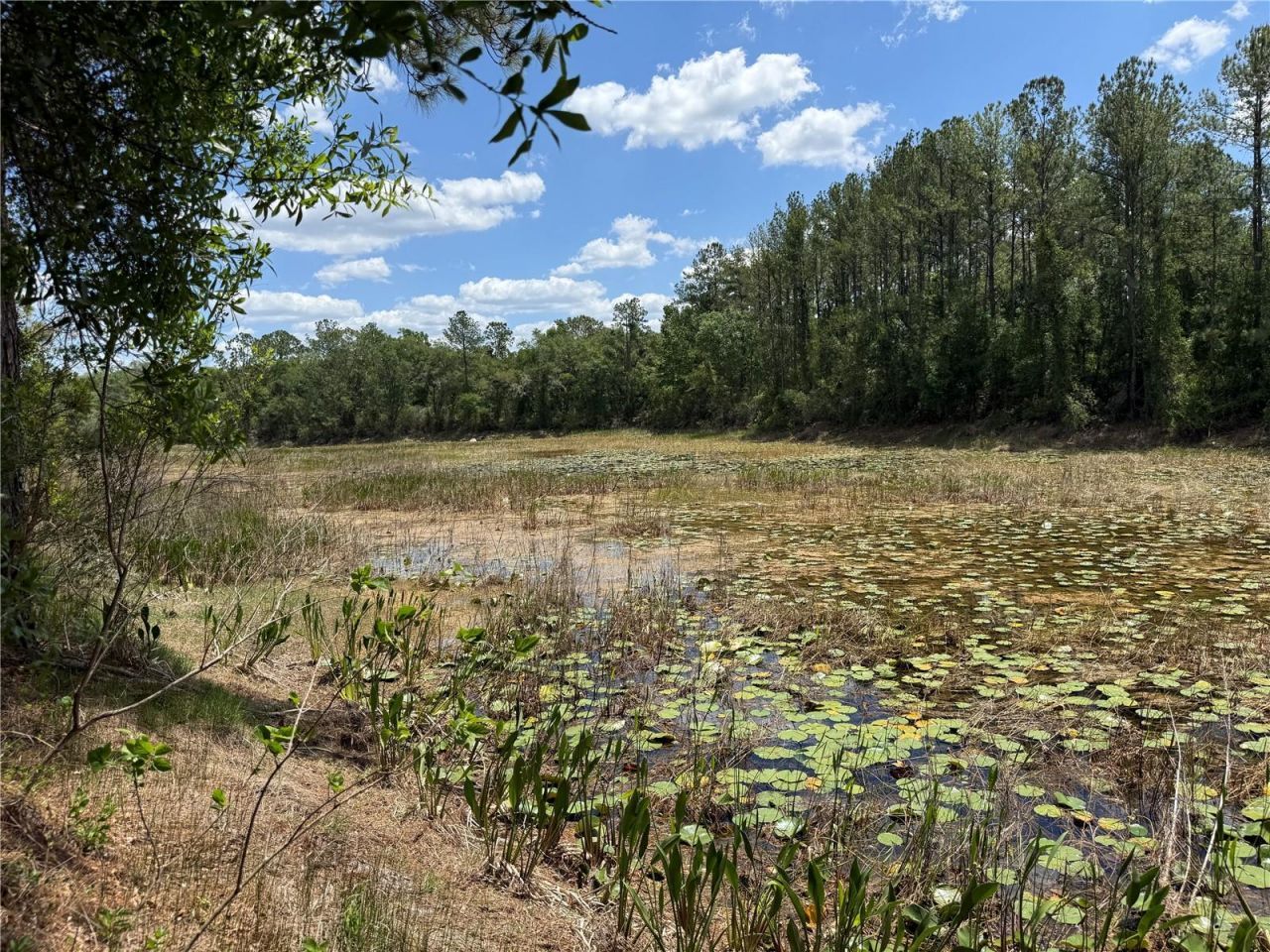 Lewis Lane , Webster, FL 33597 Photo