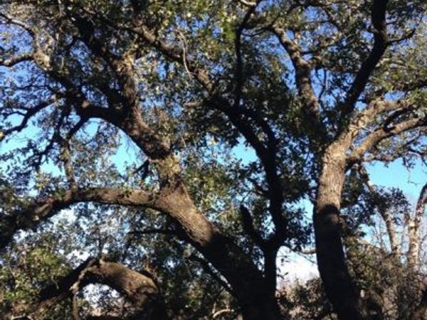 Lot 694 Balcones Lane, Possum Kingdom Lake, TX 76449