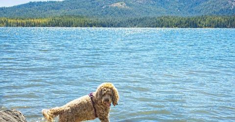 1341 Peninsula Drive, Lake Almanor, CA 96137 Photo