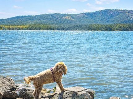 1341 Peninsula Drive, Lake Almanor, CA 96137 Photo