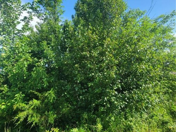 5096 Fox Creek Road, Pacific, MO 63069
