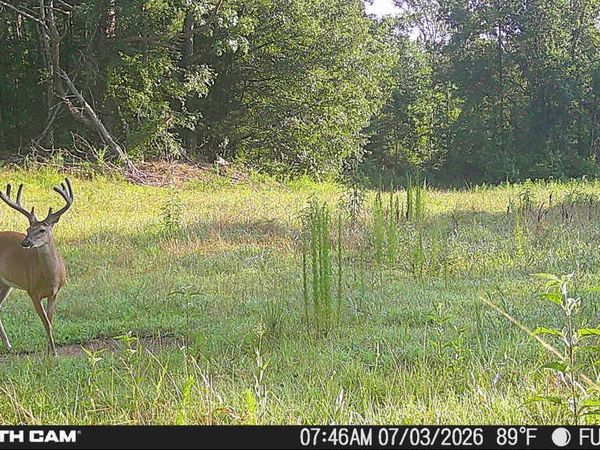 214 Authur Byrd Road, Pocahontas, TN 38061