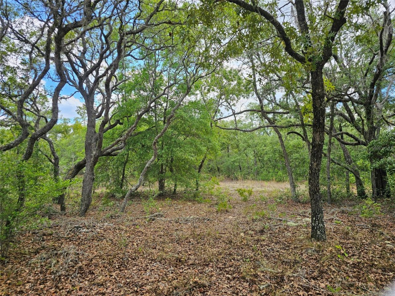 2950 W Pompano Lane, Dunnellon, FL 34433 Photo