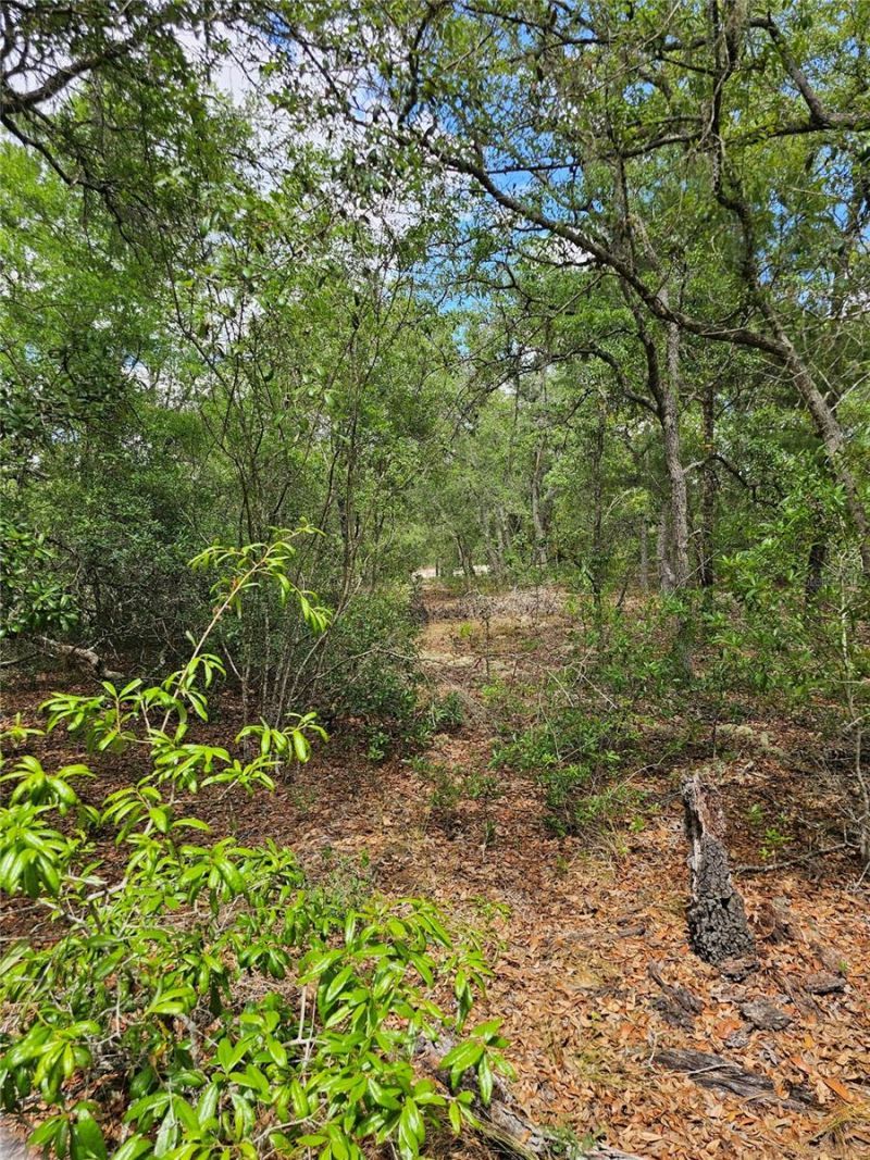 2950 W Pompano Lane, Dunnellon, FL 34433 Photo