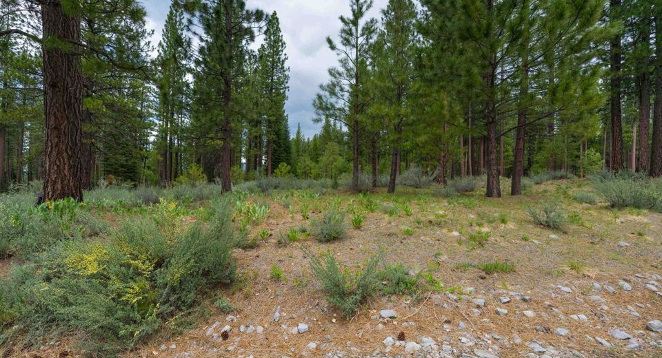 573 Bobcat Trail, Clio, CA 96106 Photo