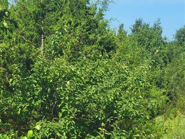 5086 Fox Creek Road, Pacific, MO 63069