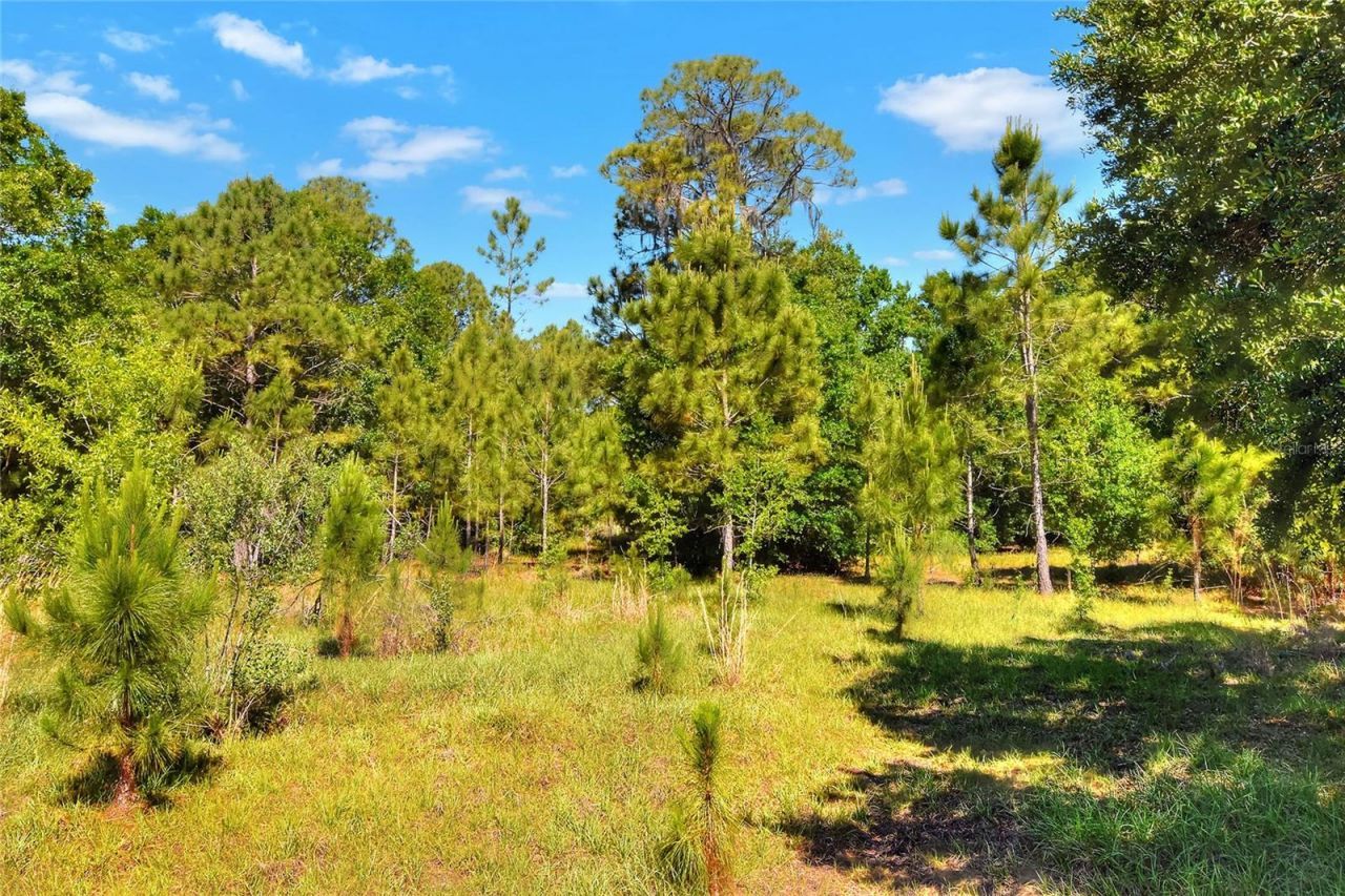 0 Lake Buffum Road W, Fort Meade, FL 33841 Photo