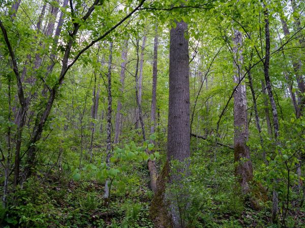 Lot 1 Manion Road, Folsom, WV 26348
